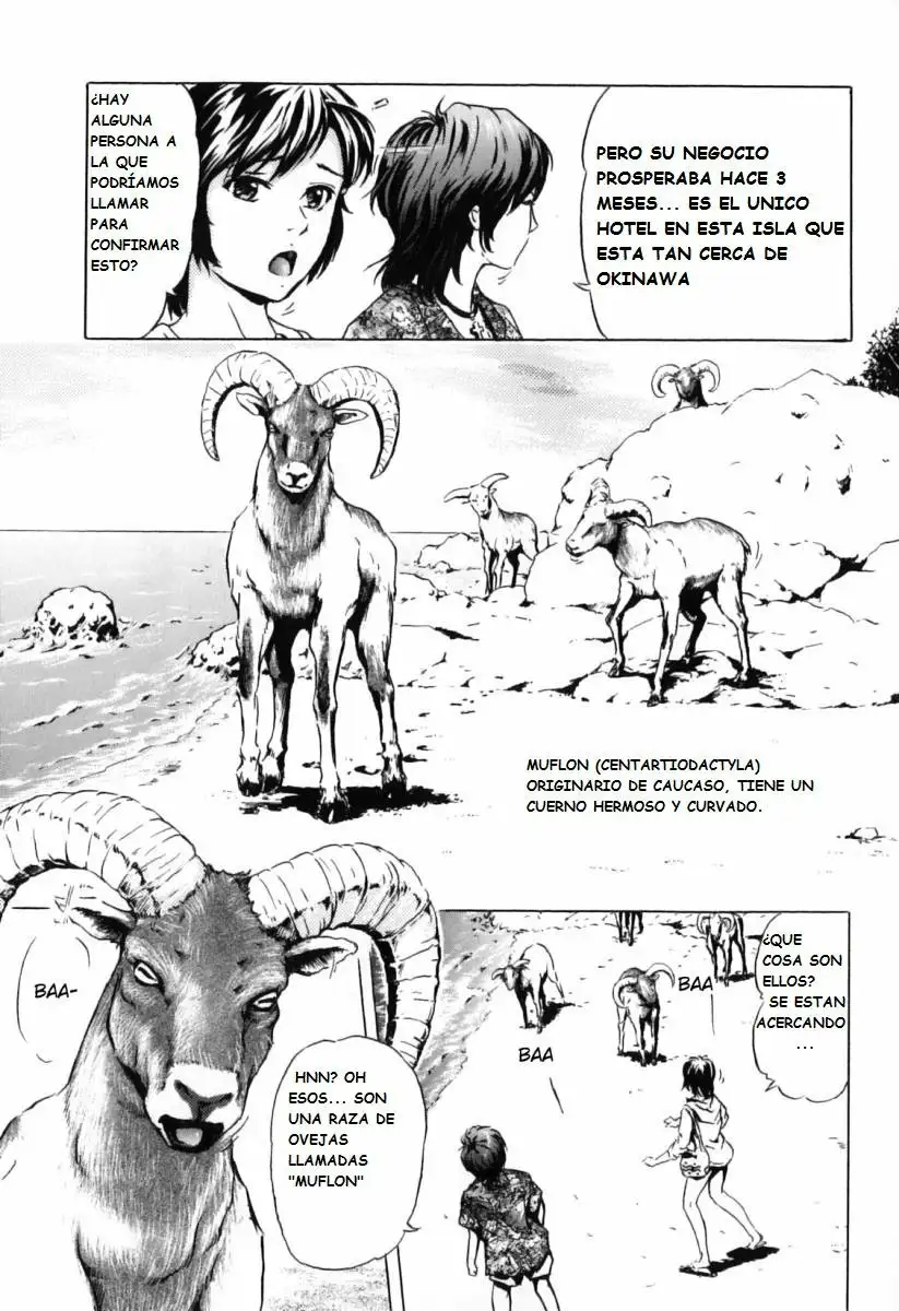 Nangoku no mouflon